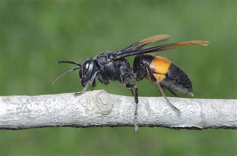 The Asian Giant Hornet The Worlds Largest Hornet Species Worldatlas