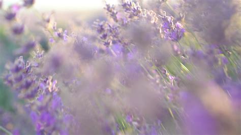 Sunset over a violet lavender field outdoors 19958813 Stock Video at ...