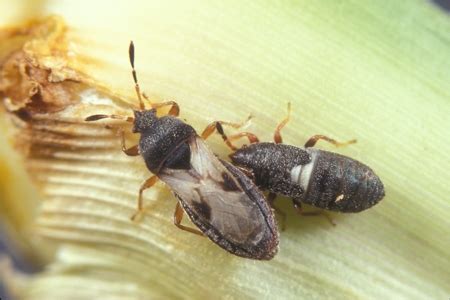 Chinch Bugs Facts & Information | Hulett Pest Control