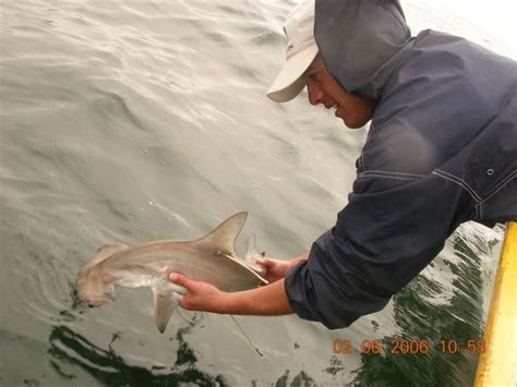 Ontogenetic migration of a female scalloped hammerhead shark — Pelagios Kakunja