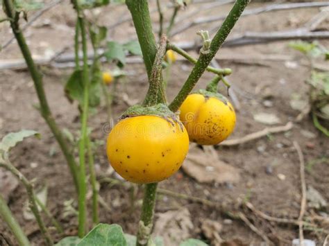 Yellow Fruit Nightshade Or Solanum Virginianum Fruit Stock Image