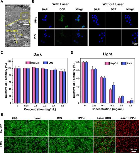 A Cellular TEM Images Of HepG2 Cells Incubated With The IPP C NPs