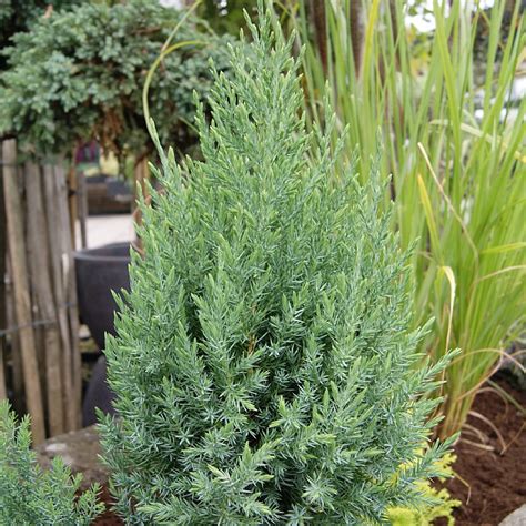 Juniperus Chinensis Stricta Find Haveplanter