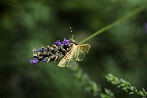 Insecte Fleurs Pollinisation Photo Gratuite Sur Pixabay Pixabay