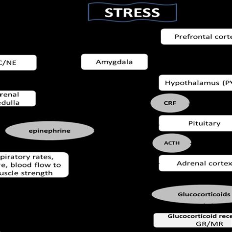 A Schematic Representation Of The Hpa Axis And Sns Stress Response