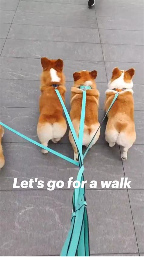 Let's go for a walk | Funny dog videos, Cute dogs and puppies, Puppies