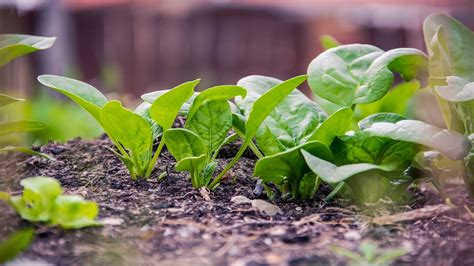 Growing and Harvesting Spinach: A Complete Guide - Utopia