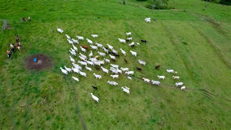 Gado Nelore Brasileiro Em Uma Fazenda Vista A Rea Foto Premium