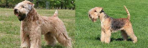 Wheaten Terrier vs Lakeland Terrier - Breed Comparison