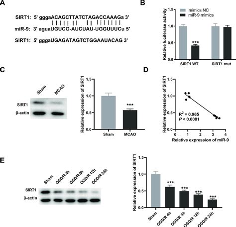 Sirt Is Targeted By Mir A The Binding Sequence Between Sirt And