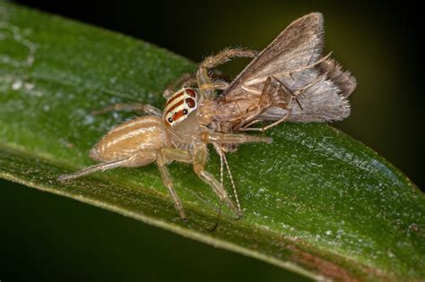 Premium Photo Female Adult Jumping Spider Of The Genus Chira Preying