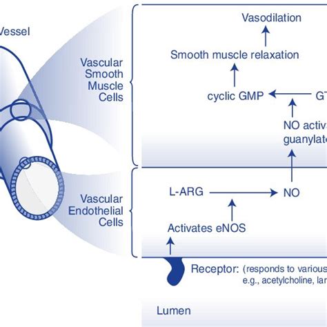 Conversion of L-Arginine to Nitric Oxide | Download Scientific Diagram