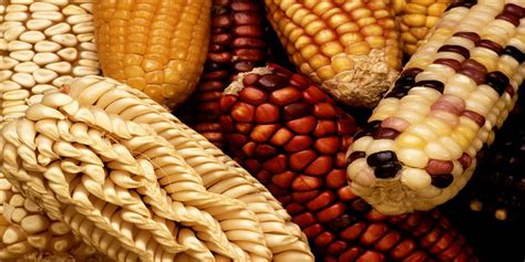 Why Ancient Corn Cannot be Genetically Modified | Genetics And Genomics