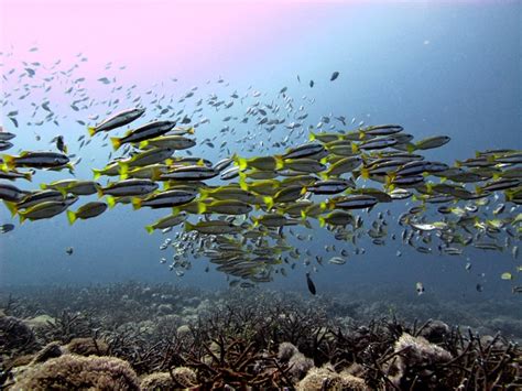 Diving Gili Air one of the famous Gili Islands