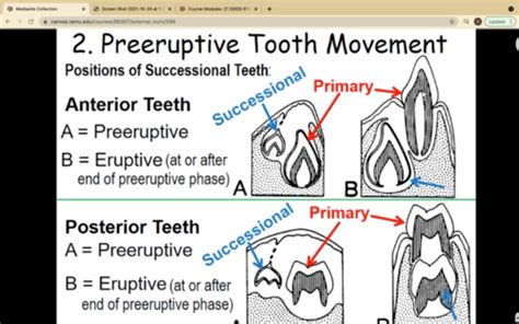 Tooth Eruption Flashcards Quizlet