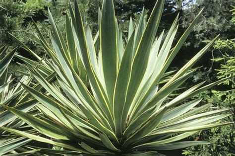 How To Grow And Care For Yucca Plants Garden Design