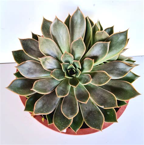 Suculenta Graptopetalum Victor Kane Variegata Verde Amor Jardinagem