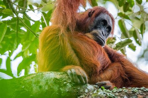 Orangutan Jungle Trek Day Adventure In Bukit Lawang Sumatra