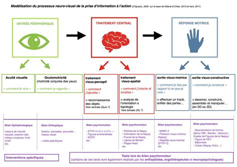 Modélisation du processus neurovisuel cabinetpsychomot