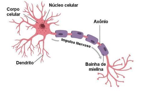 Tecido Nervoso Mind Map