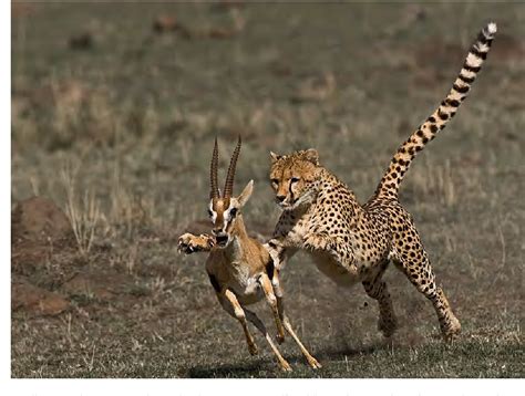 Cheetah Tail