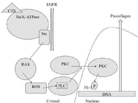 Schematic Showing How The Signal Cascade Caused By Cardiotonic Steroids