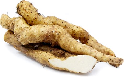 Wild Yam Information And Facts