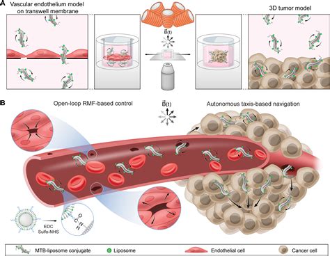 Magnetic Torque Driven Living Microrobots For Increased Tumor Infiltration Science Robotics