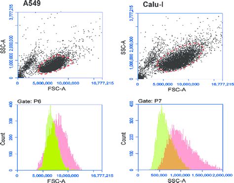 Flow Cytometry 2d Scatter Plots Fsc Vs Ssc With Debris Excluded And