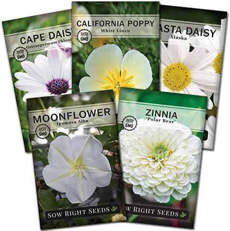 Moonflower A Guide To This Enchanting Night Bloomer