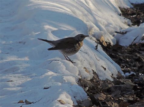 Fieldfare from г. Заречный, Свердловская обл., Россия on March 04, 2022 ...