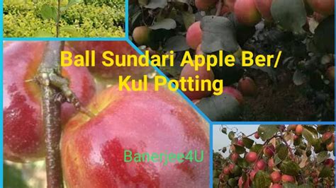 How To Grow Kashmiri Apple Ber In A Pot Ball Sundari Apple Ber Potting