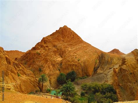 an oasis in the Sahara Stock Photo | Adobe Stock