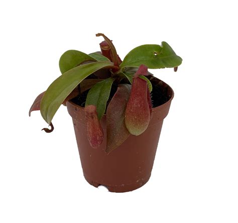 Carnivorous Terrarium Plants - Assortment of 3 Plants in 2" Pots - Hirt's Gardens