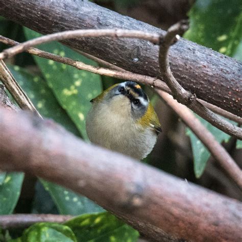 TrogTrogBlog: Bird of the week - Firecrest