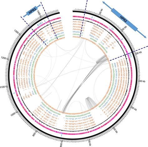 Circular Map Of Dhc Genomes Using Strain 195 As The Reference Genome