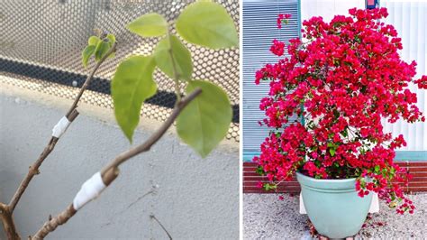 Grafting Bougainvillea On Guava Branches With Simple Technique And Work