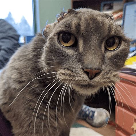 Meet The Gorgeous And Earless Former Street Cat Who Is Thriving In Her