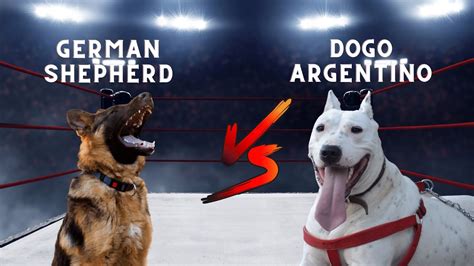 German Shepherd Vs Dogo Argentino Breed Comparison Youtube