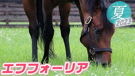 【名馬の今 2023夏1】エフフォーリアは種牡馬として穏やかに過ごしています 競馬予想動画 Netkeiba