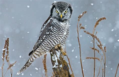 Northern Harrier American Bird Conservancy