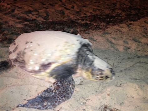 La Tartaruga Caretta Caretta Uova Sulla Spiaggia Di Pescoluse