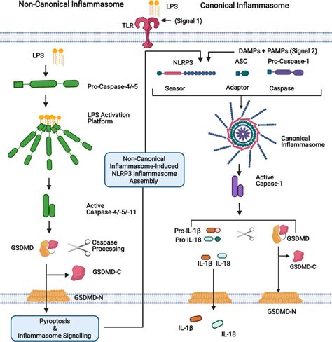 Frontiers Caspase 4 And 5 Biology In The Pathogenesis Of