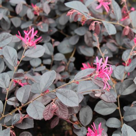 Loropetalum chinense Black Pearl Loropetalum špalir Drevesnica