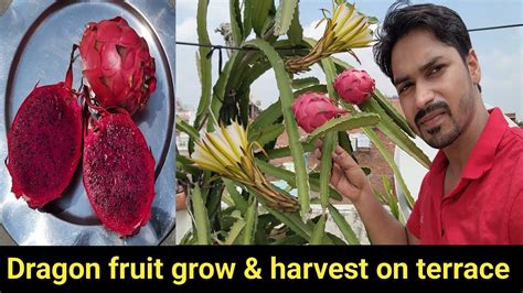 How To Grow Dragon Fruit Plantdragon Fruit Harvestdragon Fruit Care Tips Youtube