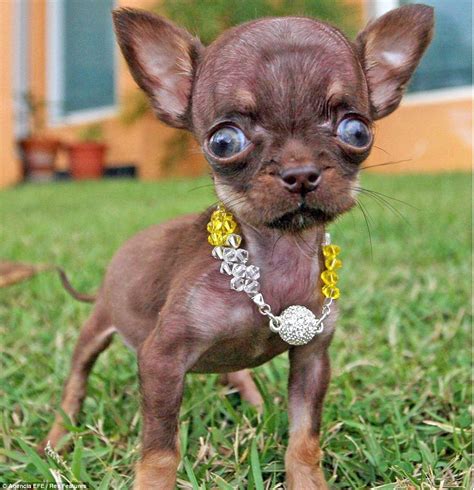 World's smallest dog Milly the Chihuahua is 3.8 inches high | Daily ...