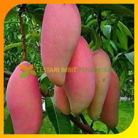 Jual Bibit Mangga Red Ivory Hasil Stek Okulasi Cepat Berbuah Shopee