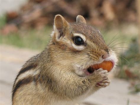 Chipmunk Facts