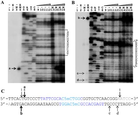 In Vitro Dnase I Protection And Cleavage Of A Double Stranded Bp