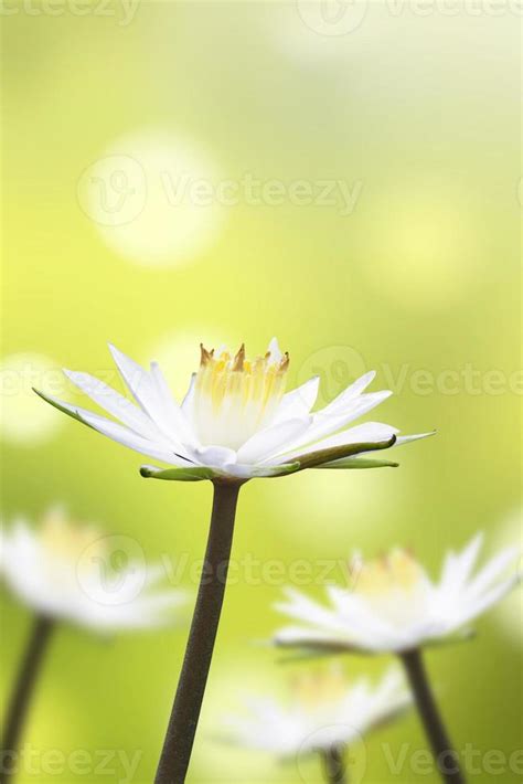 Beautiful white lotus flower with natural background 13310256 Stock ...